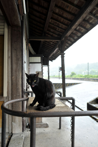 中井精也のエンジョイ鉄道ライフ ジョイテツ ねこのいる鉄道風景 ねこ鉄 デジカメ Watch