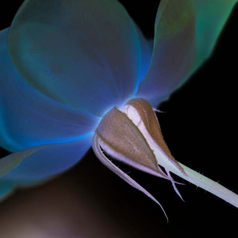 原田義則写真展 いろはにほへと ゆめうつつ デジカメ Watch