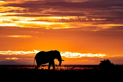 篠田岬輝写真展 Contrast Of Savanna アフリカ 大草原で輝く生命 デジカメ Watch