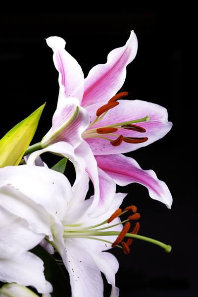 ジャパンホビーツール テーブルフォト用の棒状ledライト デジカメ Watch Watch