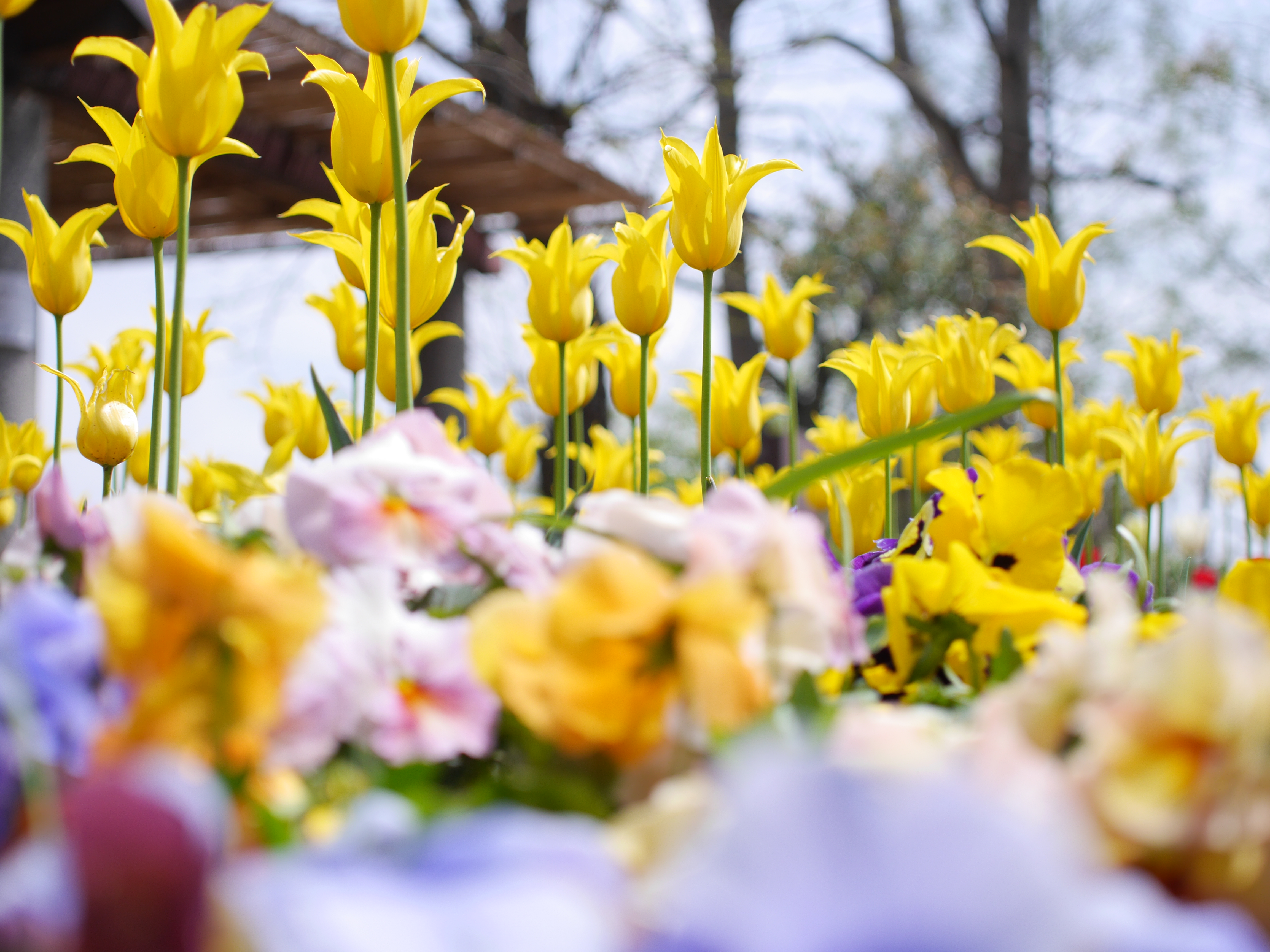 交換レンズ実写ギャラリー Sigma 30mm F2 8 Dn デジカメ Watch