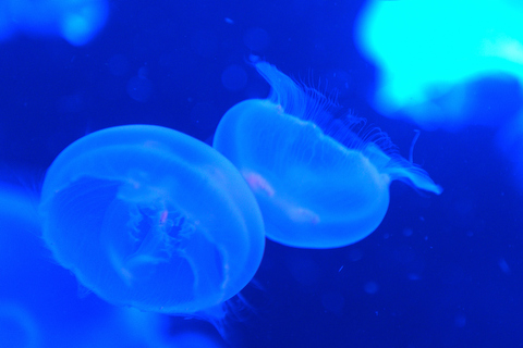 トライ アンド トライ 水族館のクラゲでアート作品 女子カメ Watch