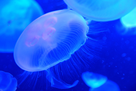 トライ アンド トライ 水族館のクラゲでアート作品 女子カメ Watch