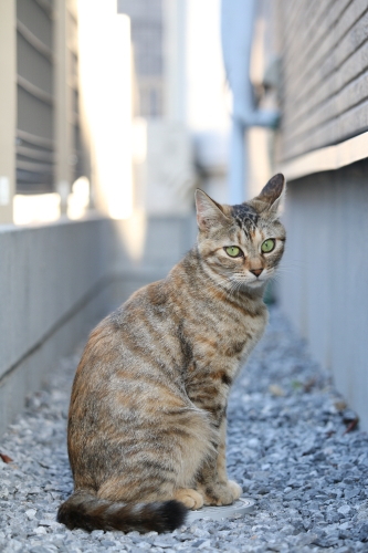 交換レンズ実写ギャラリー キヤノンef S 55 250mm F4 5 6 Is Stm デジカメ Watch