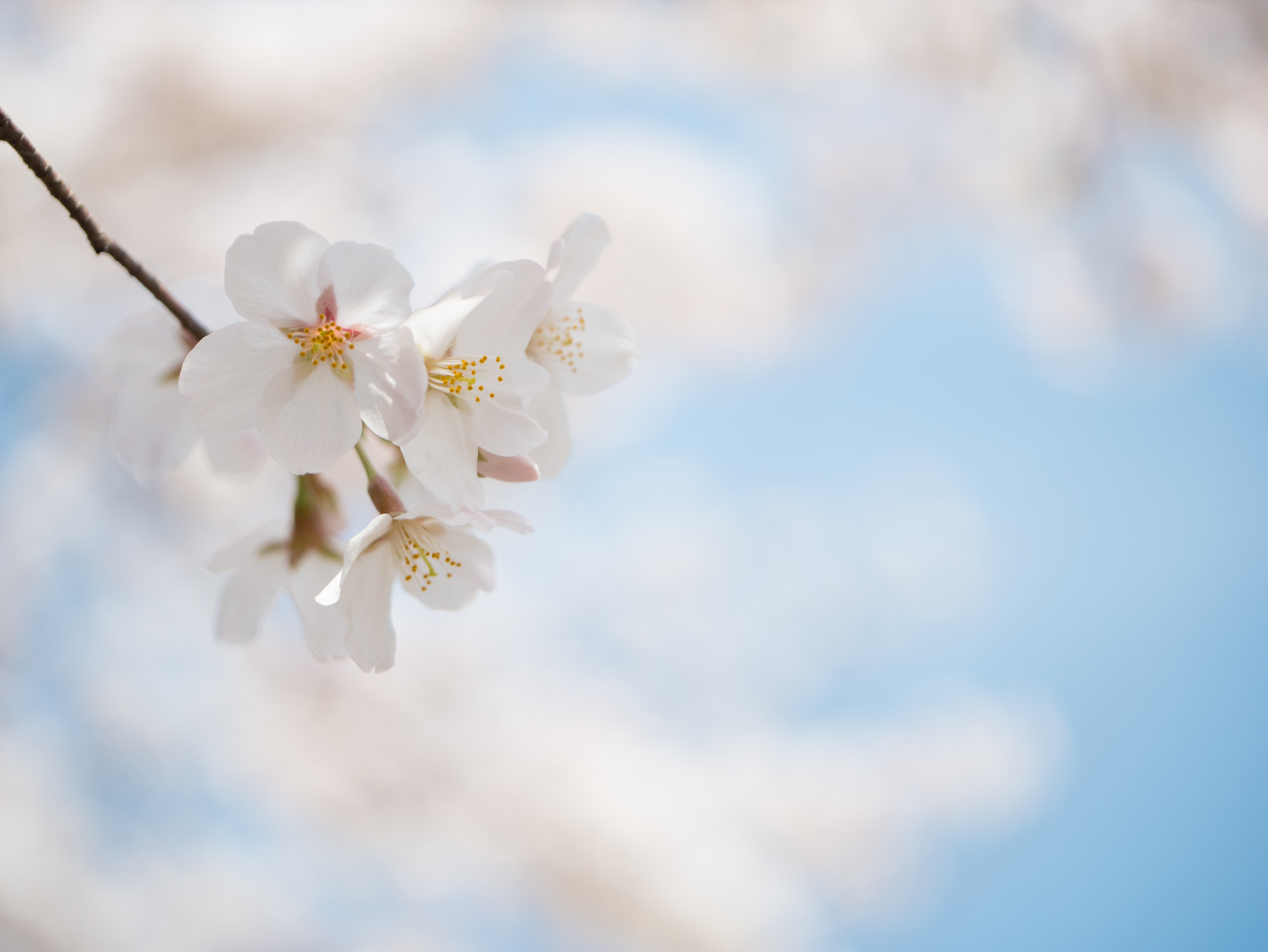 桜の楚々とした美しさ、可憐な様子を表現するため、汚れていない花をマクロレンズでクローズアップしています。開放F値からシャープなレンズなので、マクロレンズらしいボケ味を生かすことができます。背景は青空が少し見えるような構図を作り、露出もプラス側に補正して明るく仕上げ、爽やかな印象を与えるように工夫しました。DMC-GX7 LEICA DG MACRO-ELMARIT 45mm/F2.8 ASPH./MEGA O.I.S. F2.8 1/2,500 +1.3EV ISO200 WB:オート 45mm