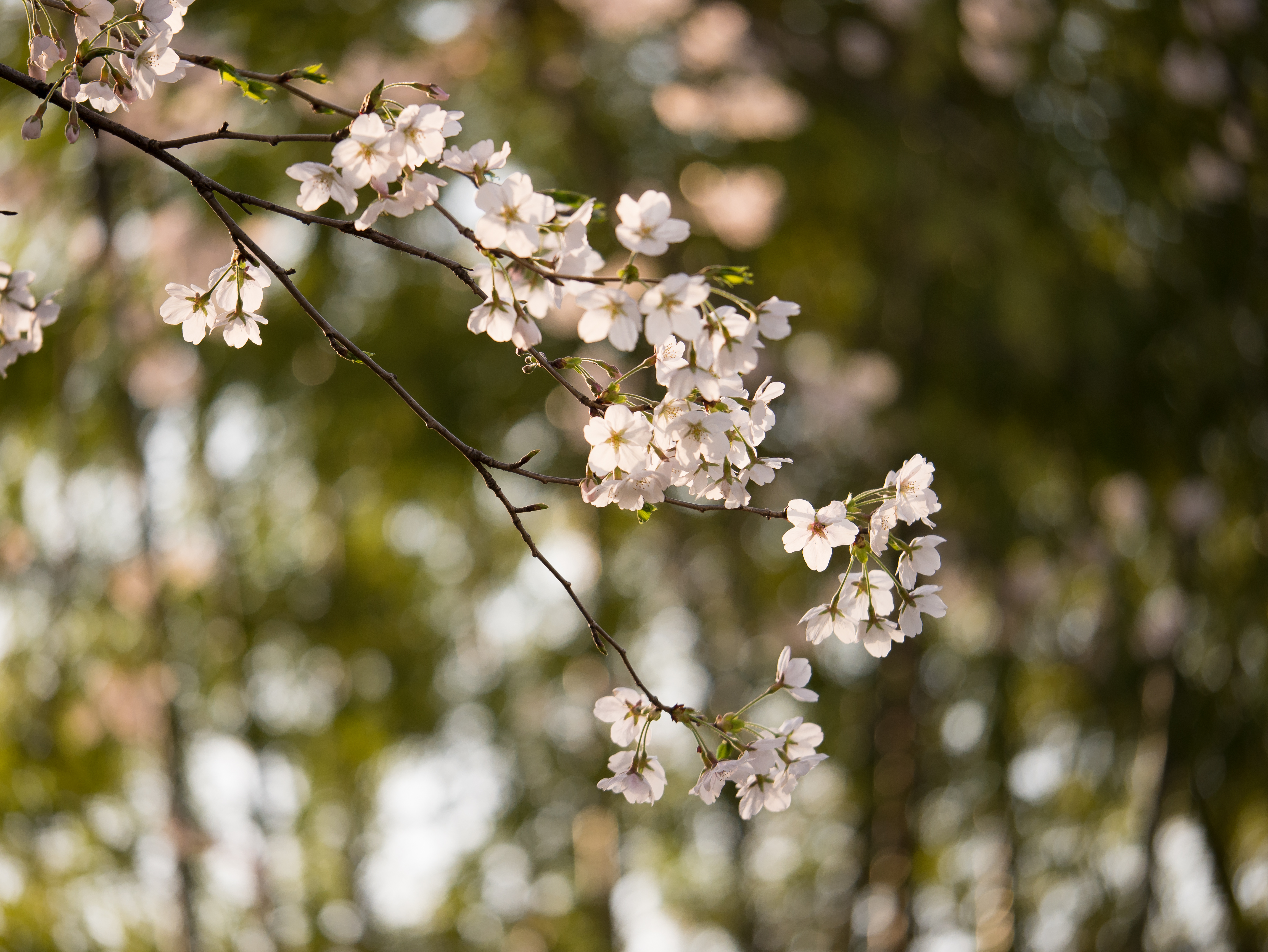 85mm(35mm換算170mm)で撮影。桜の背景に竹林を置くことで木漏れ日が玉ボケとなり、画面を華やかに見せるように意図しています。円形虹彩絞りが採用されているため、背景には玉ボケをちりばめることが出来、美しい表現となっています。レンズには光学式の手ブレ補正機能が搭載されているため、ファインダー像が吸い付くように安定して、構図が作りやすいのもメリット。DMC-GX7 LUMIX G X VARIO 35-100mm/F2.8 ASPH.POWER O.I.S. F2.8 1/800 +0.3EV ISO200 WB:オート 85mm