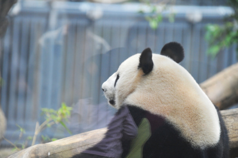 動物園の撮り方 意外な瞬間がシャッターチャンス デジカメ Watch