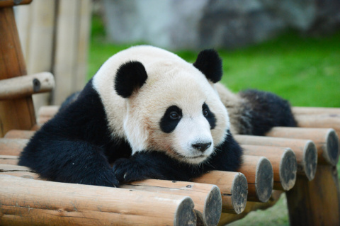 動物園の撮り方 意外な瞬間がシャッターチャンス デジカメ Watch