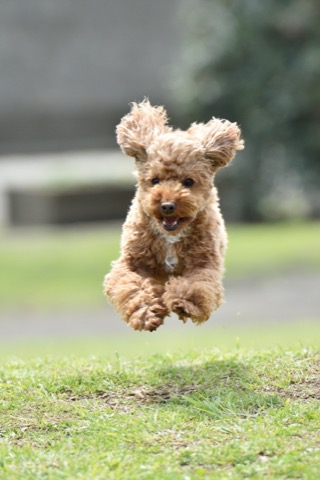 トライ アンド トライ 愛犬を屋外でかわいく撮ってみよう 女子カメ Watch