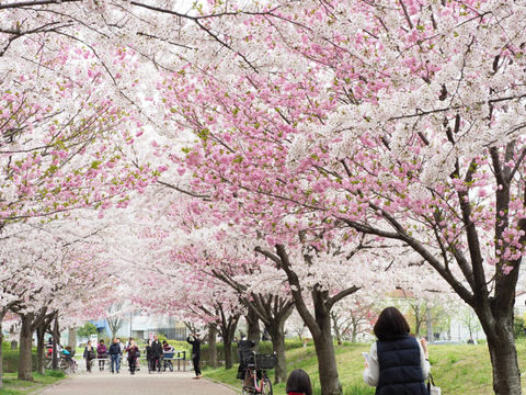 フィルター活用術】身近なところで桜を撮ろう！公園・団地・河川敷で 
