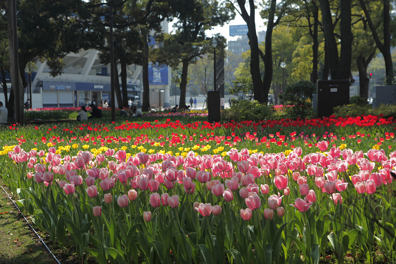 横浜のチューリップが見頃に デジカメ Watch