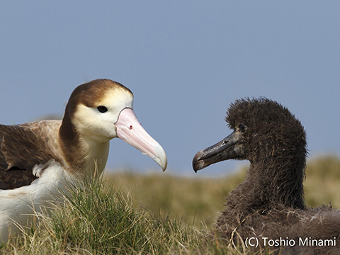 小笠原アホウドリテストショットネイチャーテクニカラー