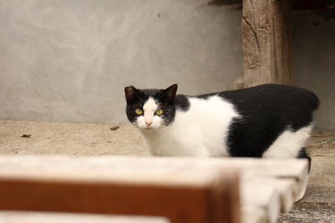 カメラ旅女の全国ネコ島めぐり】日本の秘島に暮らす猫が導いた、世界