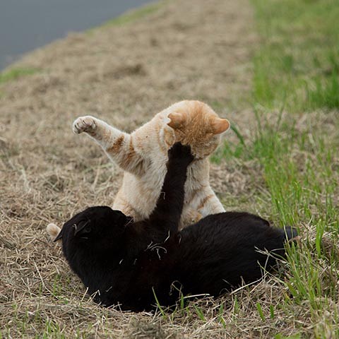 猫写真家・沖昌之さんの“ニャニャ笑い”猫が日本酒に - デジカメ Watch