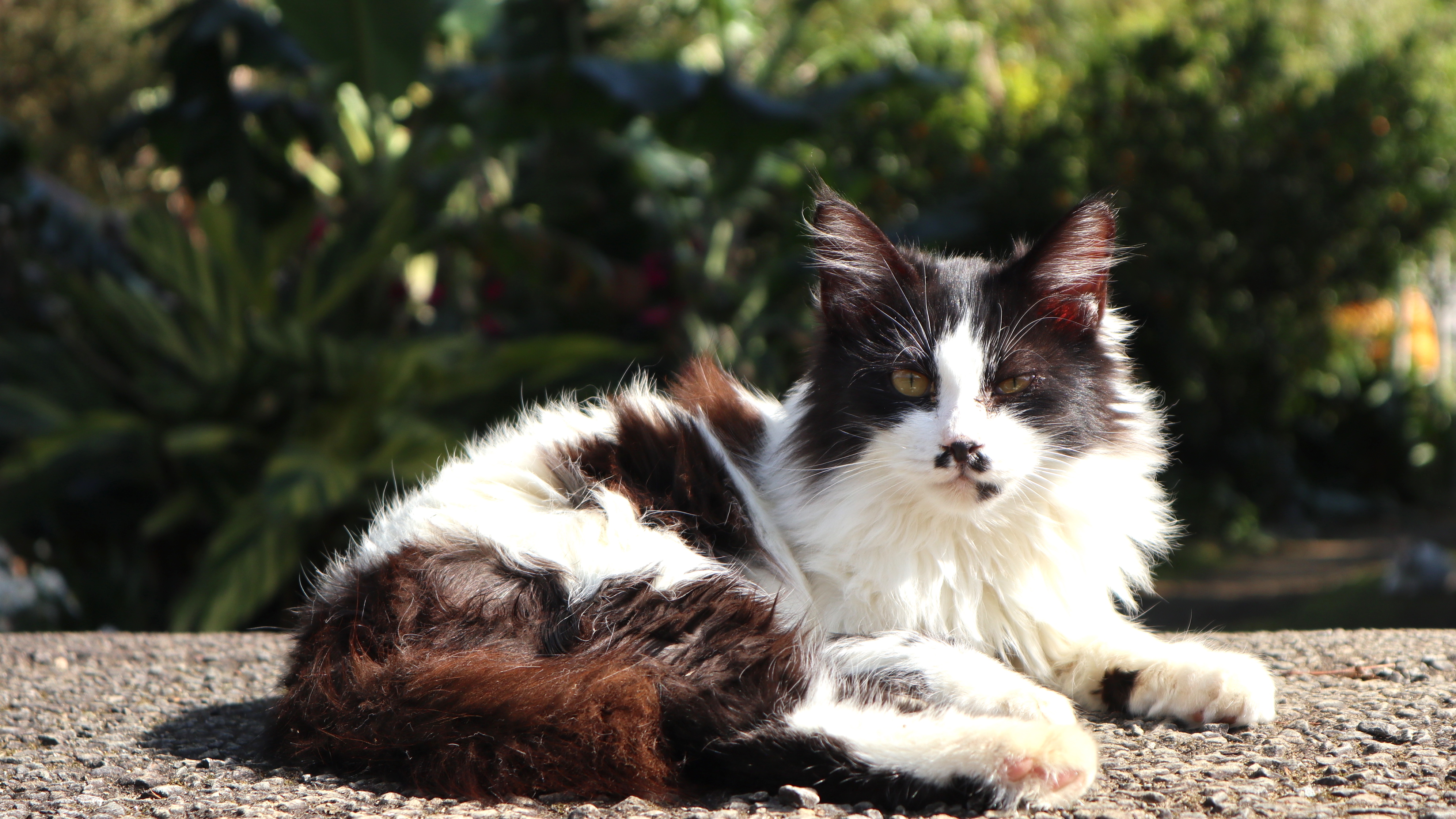 カメラ旅女の全国ネコ島めぐり】猫も人もオープンハートな、宇宙に近い