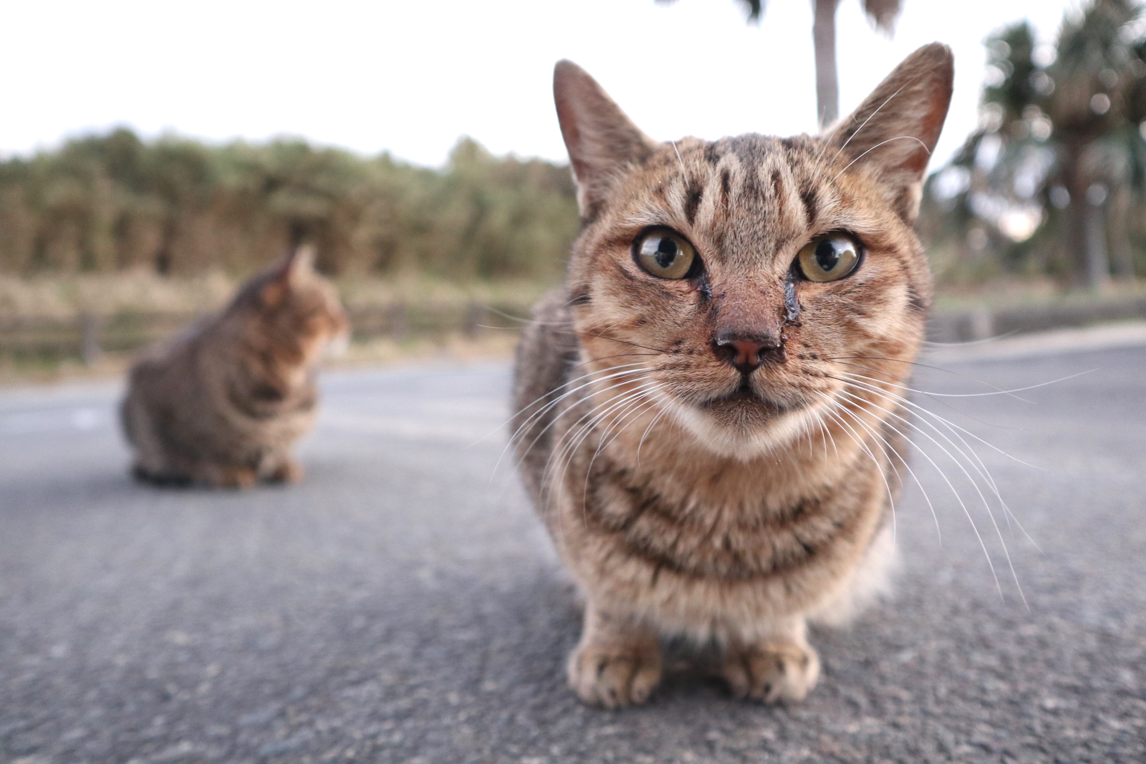 カメラ旅女の全国ネコ島めぐり 猫も人もオープンハートな 宇宙に近い島 種子島 後半 デジカメ Watch