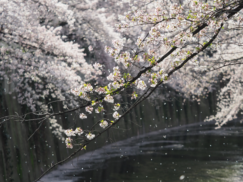 フィルター活用術 桜と水のハーモニー 水辺の桜を撮ってみよう デジカメ Watch