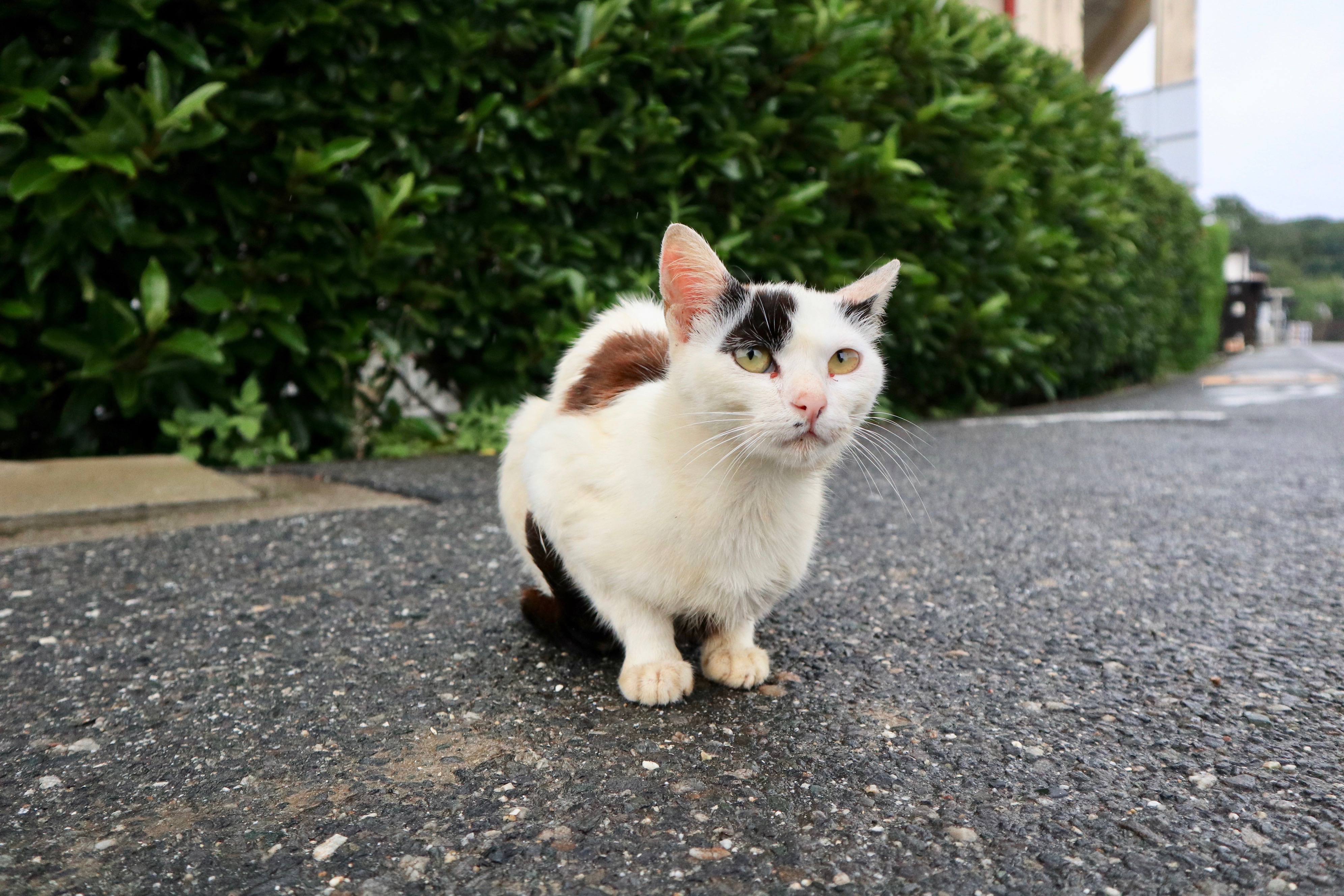 カメラ旅女の全国ネコ島めぐり】三河湾に浮かぶアートとネコと