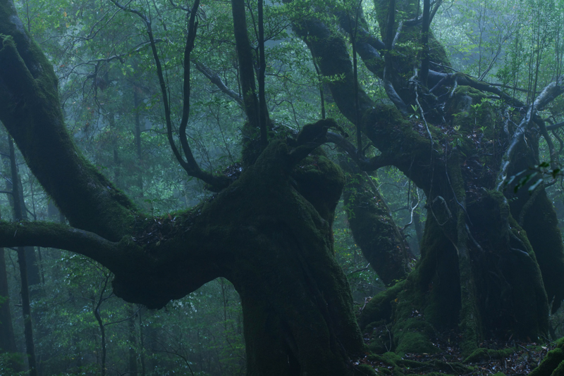 特別企画：屋久島——水のいのち—— - デジカメ Watch