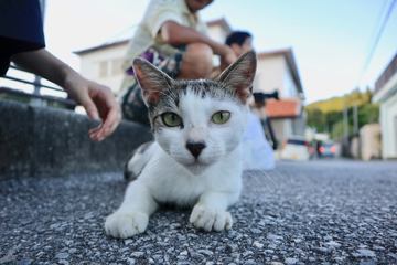 カメラ旅女の全国ネコ島めぐり】日本屈指の猫島だったアートの島は、今 