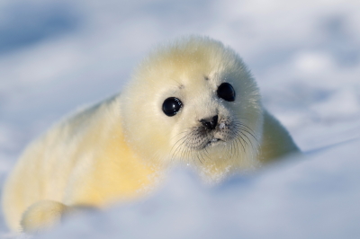 小原玲写真展：アザラシの赤ちゃん ーかわいいのヒミツ