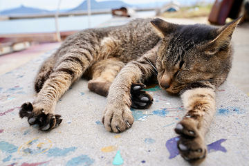 カメラ旅女の全国ネコ島めぐり 日本屈指の猫島だったアートの島は 今 男木島 前半 デジカメ Watch