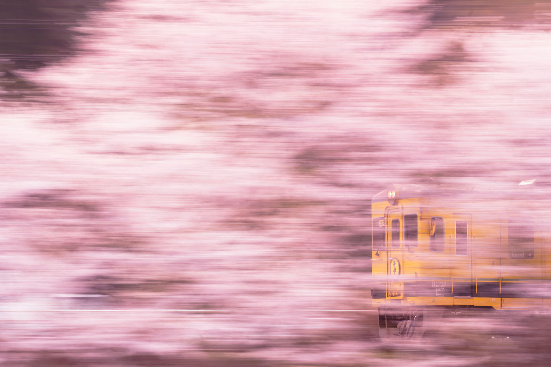 千葉県いすみ鉄道 レア 桜 春 写真 菜の花色の列車から桜の花見！千葉・いすみ鉄道で春の房総満喫