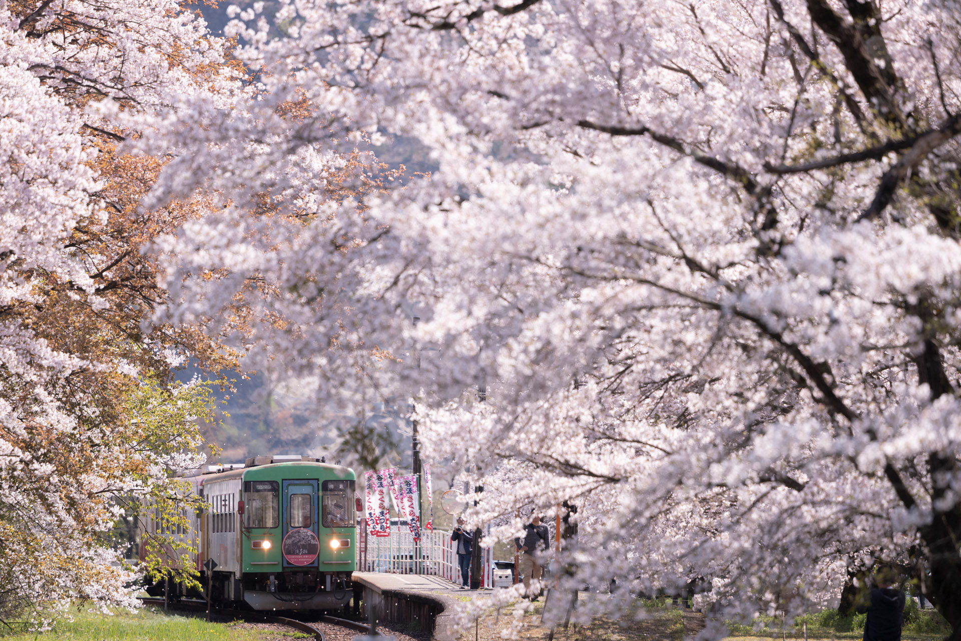 中井精也のエンジョイ鉄道ライフ「ジョイテツ！」：春満開ゆる鉄撮影地