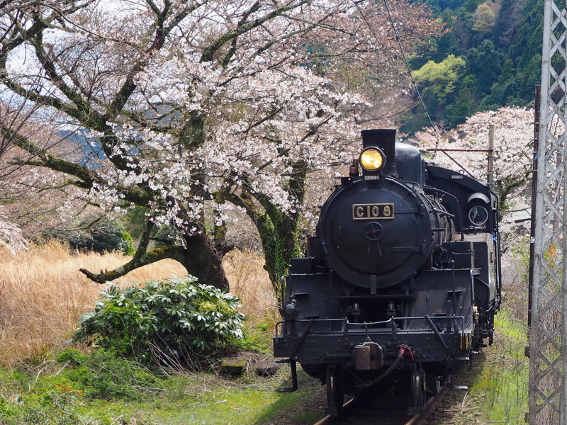 大井川鐵道、桜シーズンの日帰りプラン「のんびり昭和レトロ列車&SLの