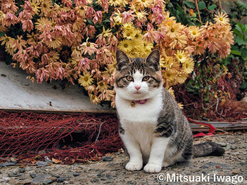 岩合光昭写真展：ねこづくし - デジカメ Watch