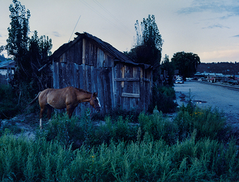 尾仲浩二写真展：馬とサボテン Horse ＆ Cactus - デジカメ Watch