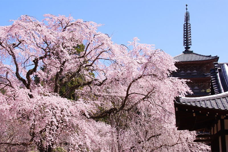 京都八景 醍醐桜帯 しだれ桜 五重塔 さくら満開の圧巻の帯 誂え 帯締めセット 京都八景 醍醐桜帯 しだれ桜 五重塔 さくら満開の圧巻の帯 誂え 帯締め