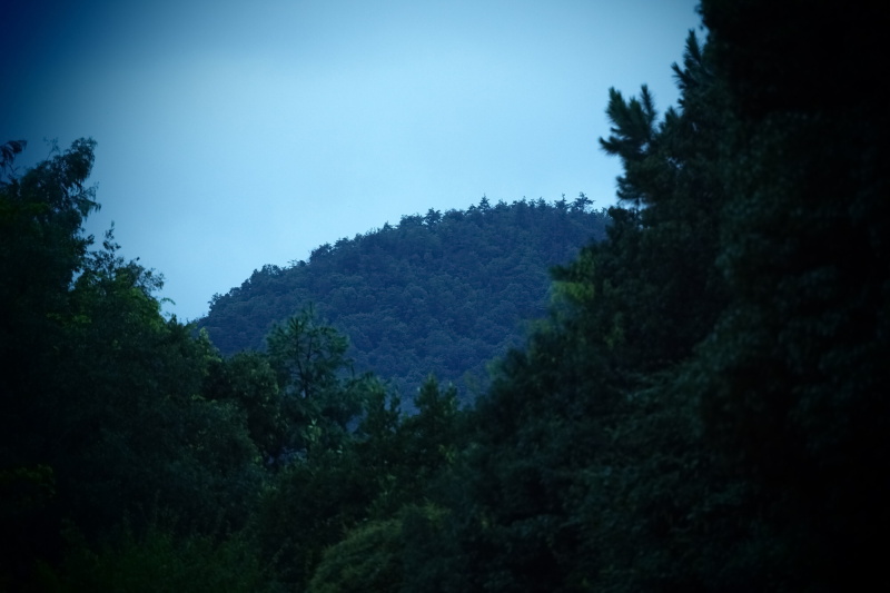 山岸伸の「写真のキモチ」 第46回：世界文化遺産 賀茂別雷神社