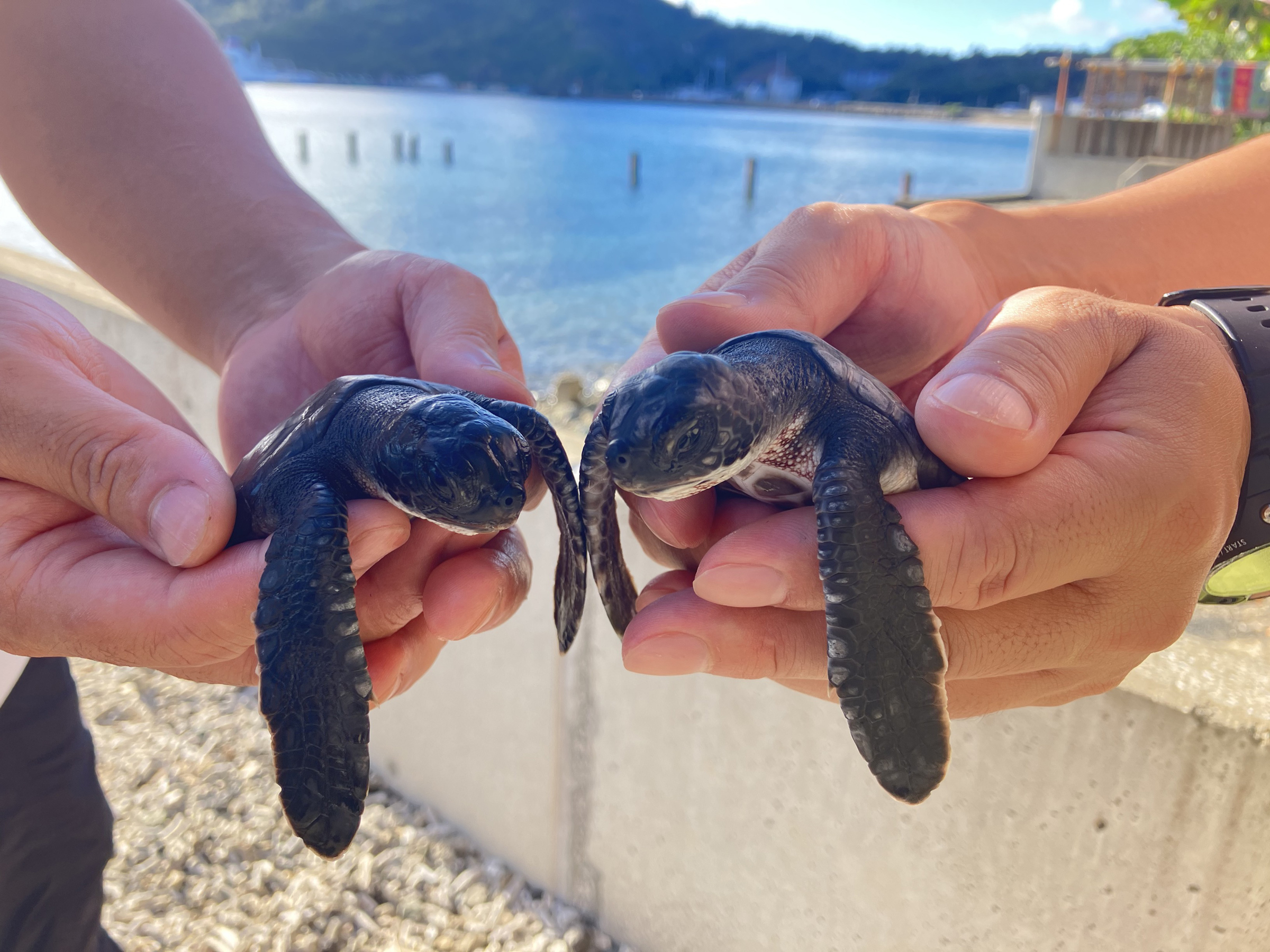 すみだ水族館、アオウミガメの赤ちゃん2頭を一般公開。9月30日から