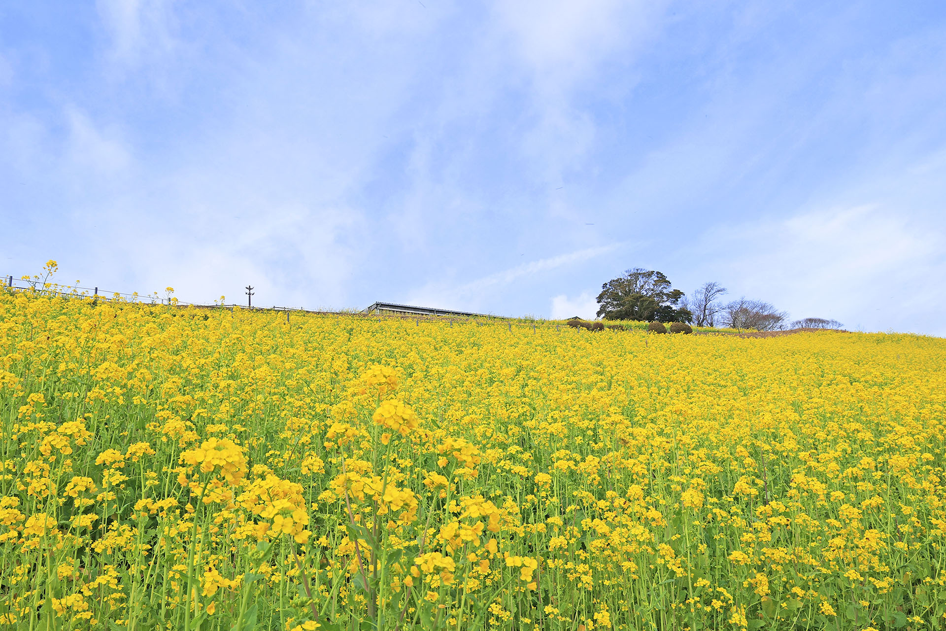 イベント告知】満開の菜の花に囲まれて…マザー牧場で約350万本の菜の花