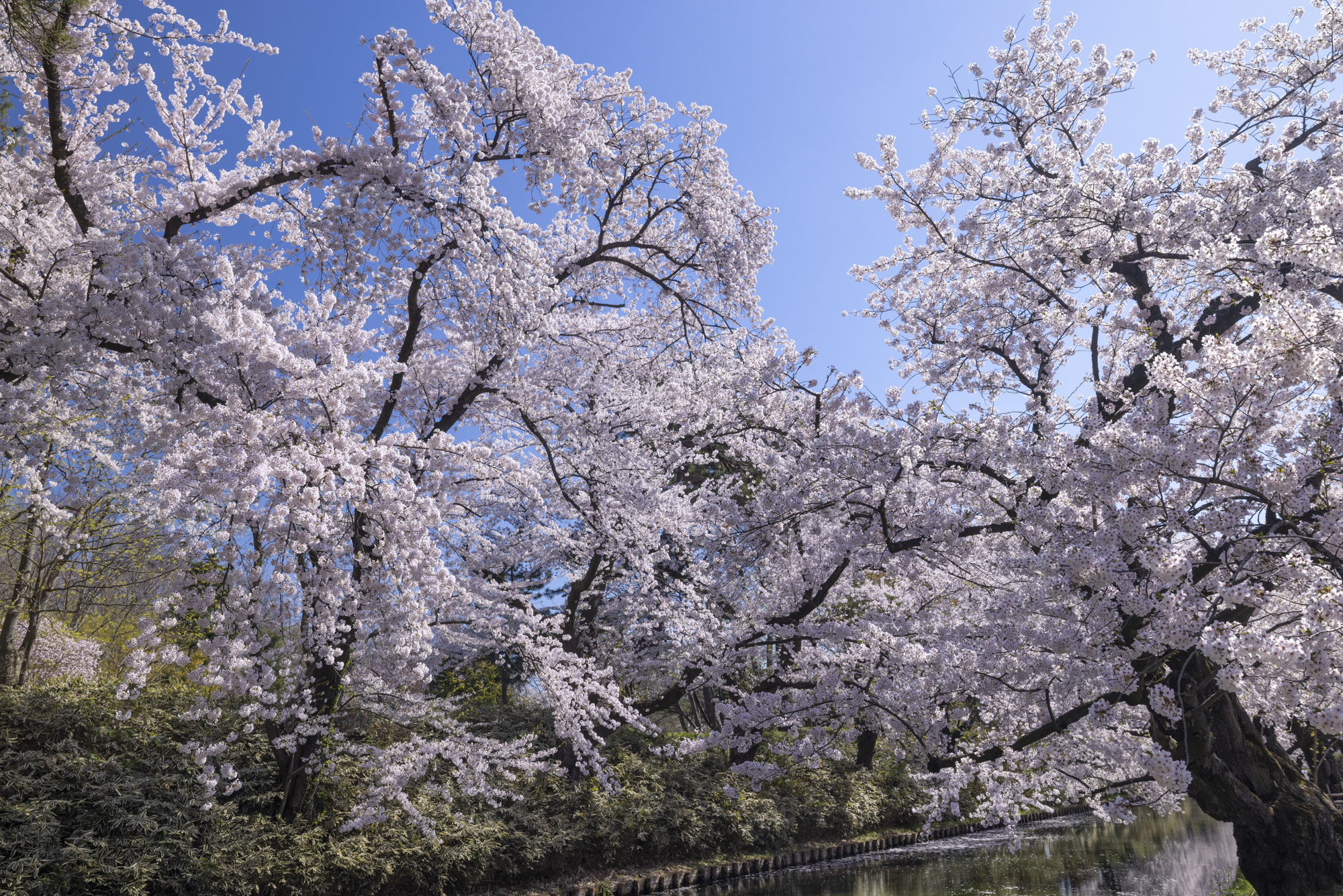 特別企画：春の短期連載：桜の撮影とレンズ焦点距離の関係——広角ズーム