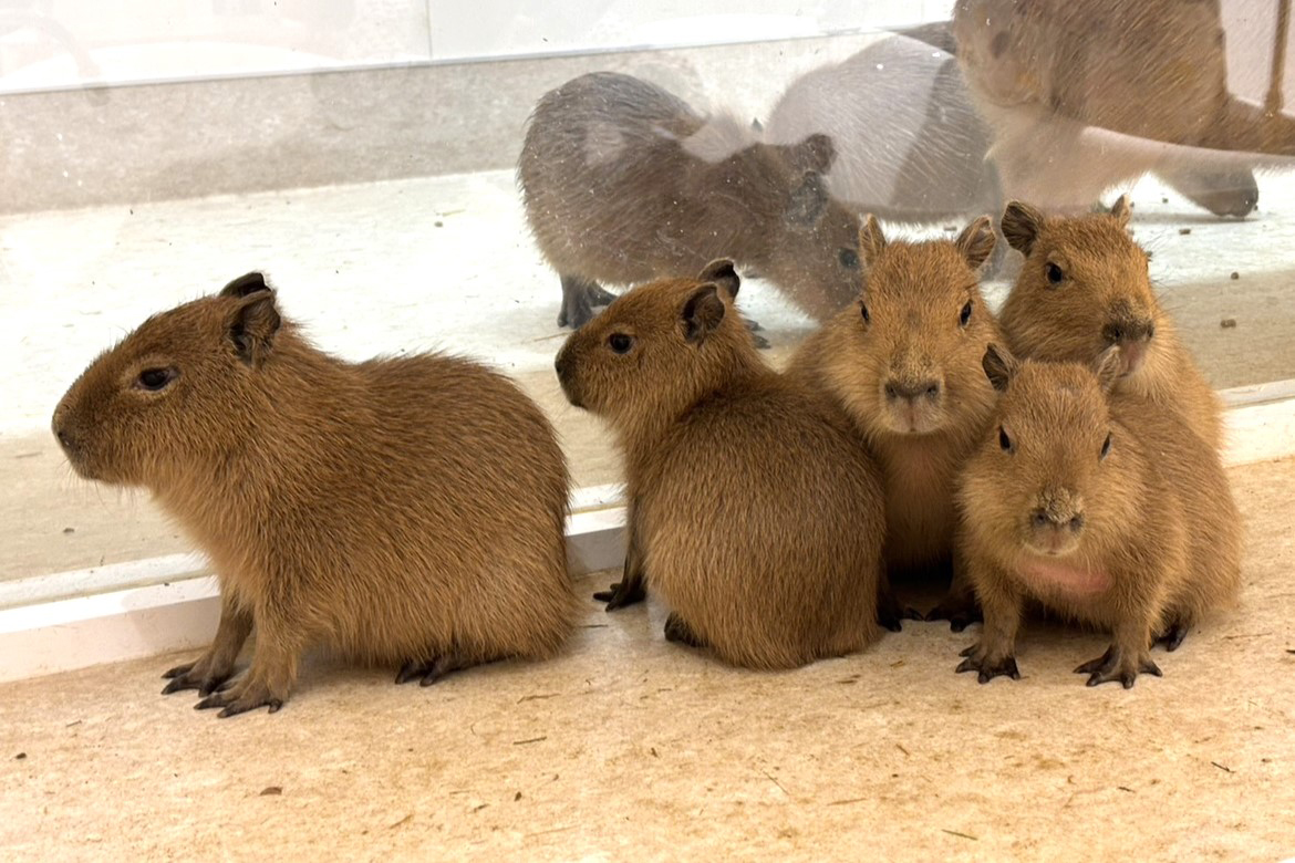 カピバラさま専用 屋内型ふれあい動物園「アニタッチ ららぽーと名古屋みなとアクルス