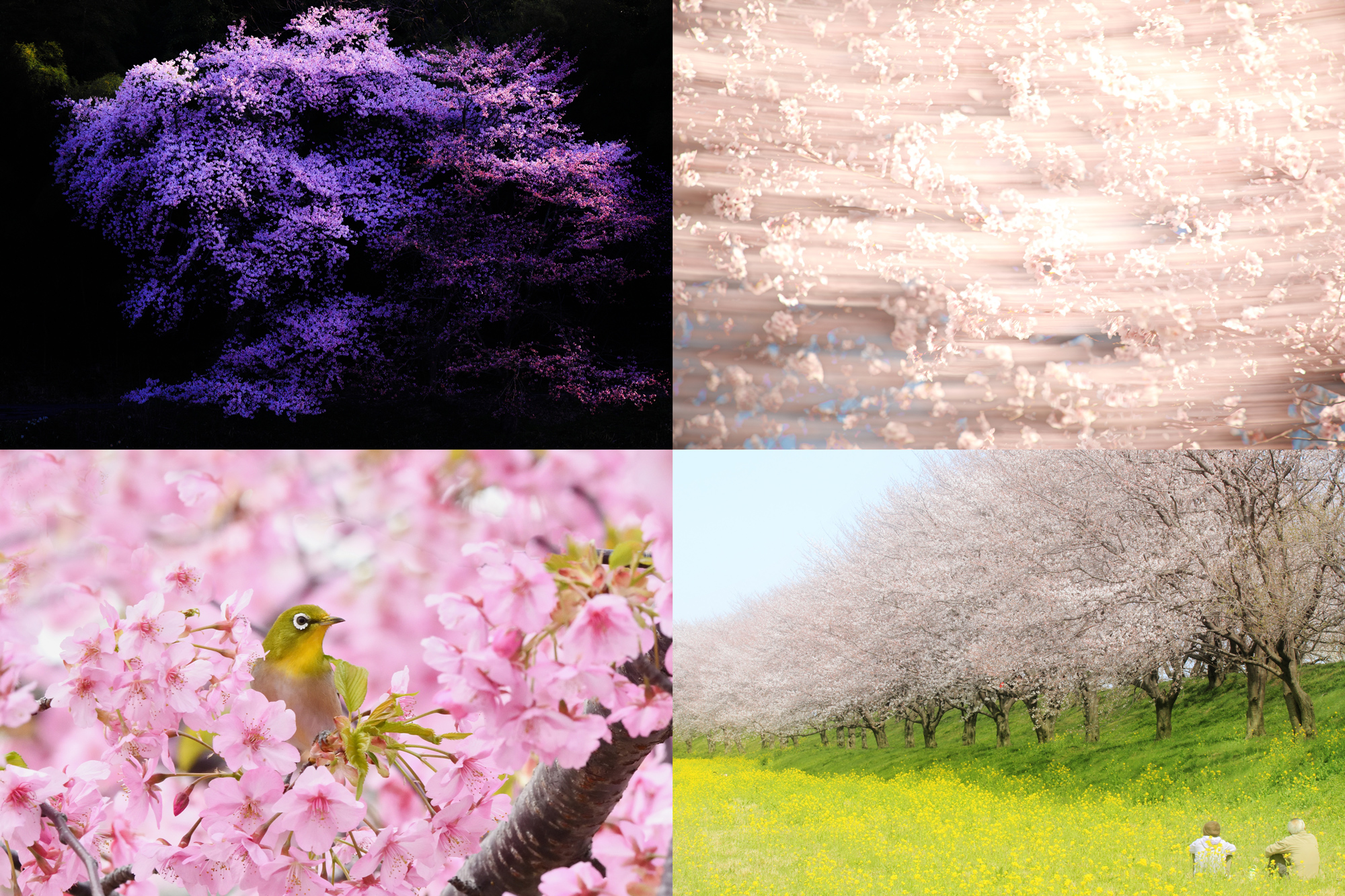 GANREFメンバーが撮った「季節の写真」：春の訪れとともに撮りたくなる