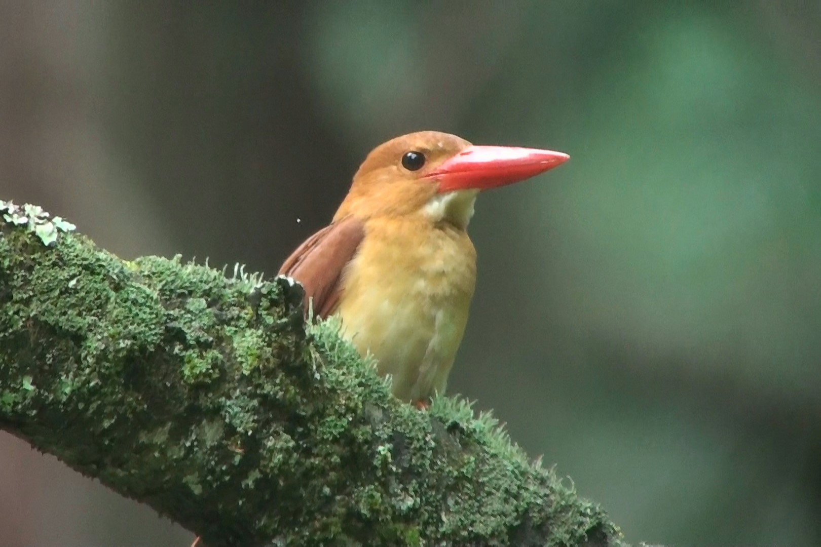 幻の野鳥アカショウビンが山形県羽黒町に飛来 5月下旬から - デジカメ Watch