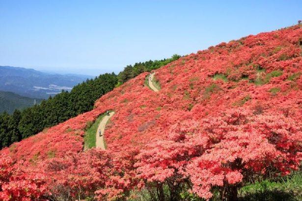 葛城高原 クリアランス ペット