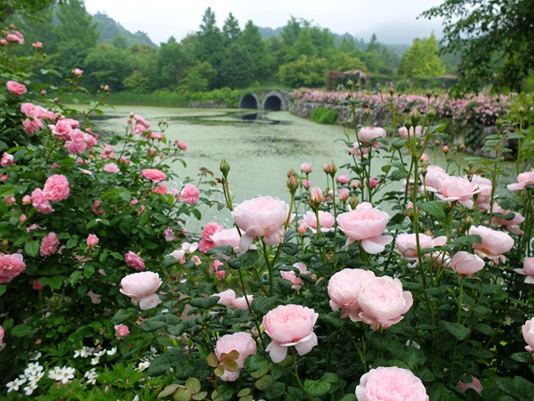 軽井沢レイクガーデンで、水辺の庭園を華やかに彩るローズ