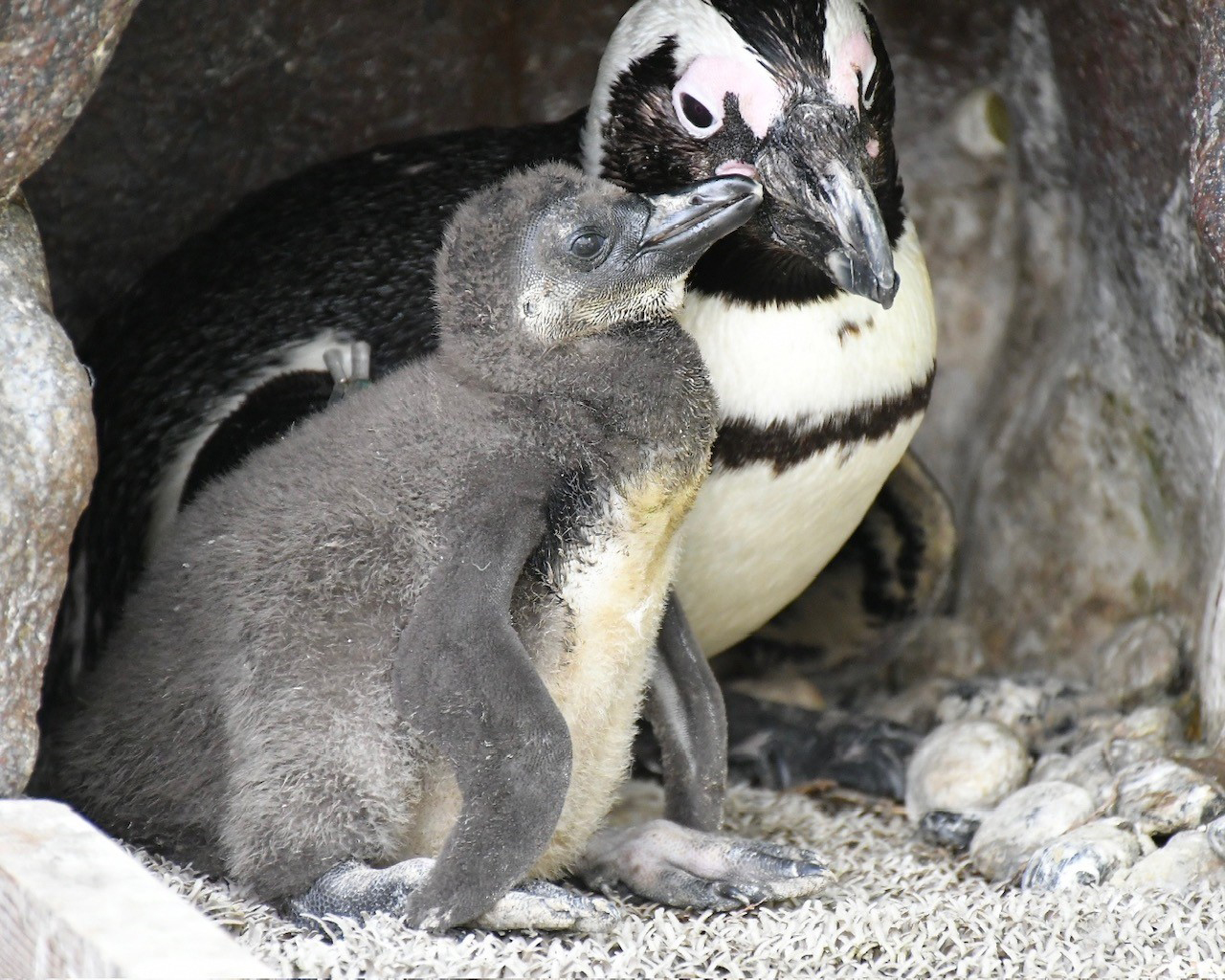 ペンギンちゃん サンシャイン水族館で、赤ちゃんペンギンの愛称投票が始まる。ふわふわ