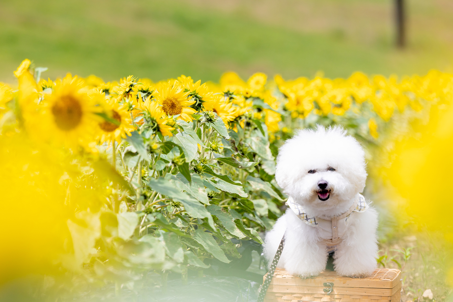 岐阜県高山市「ほおのき平スキー場」、夏のゲレンデで約10万本の