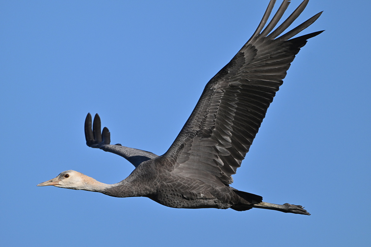 日本最大のツルの越冬地、出水市で体験したニコン「Z8」 - デジカメ