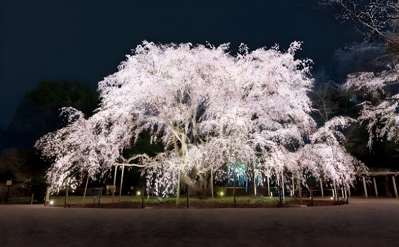 イベント告知】六義園の春をライトアップする夜間特別観賞。しだれ桜の