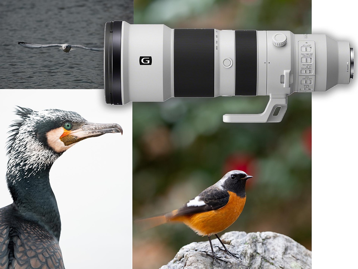 想像を上回る ソニー「FE 400-800mm F6.3-8 G OSS」の“野鳥撮影