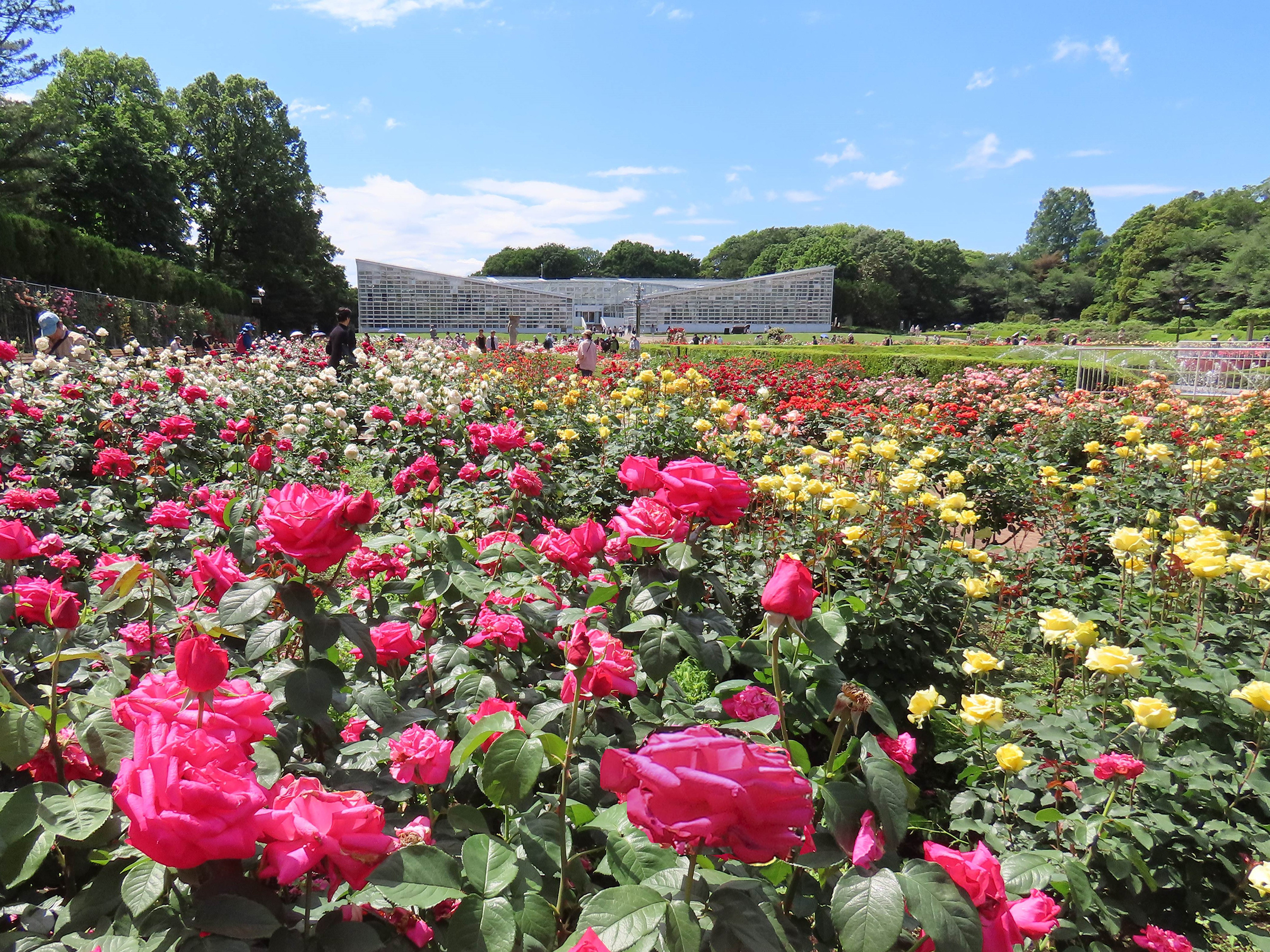 イベント告知】殿堂入りのバラが咲く神代植物公園「春のバラフェスタ