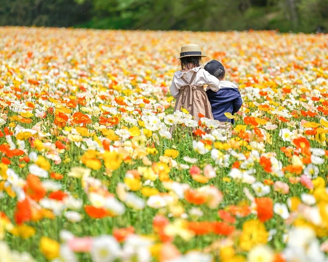 アイスランドポピーやネモフィラが見頃に…国営武蔵丘陵森林公園で