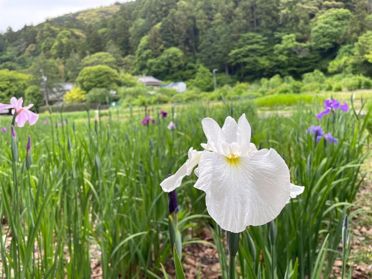 イベント告知】静岡県掛川市の加茂荘花鳥園で「花菖蒲・アジサイ