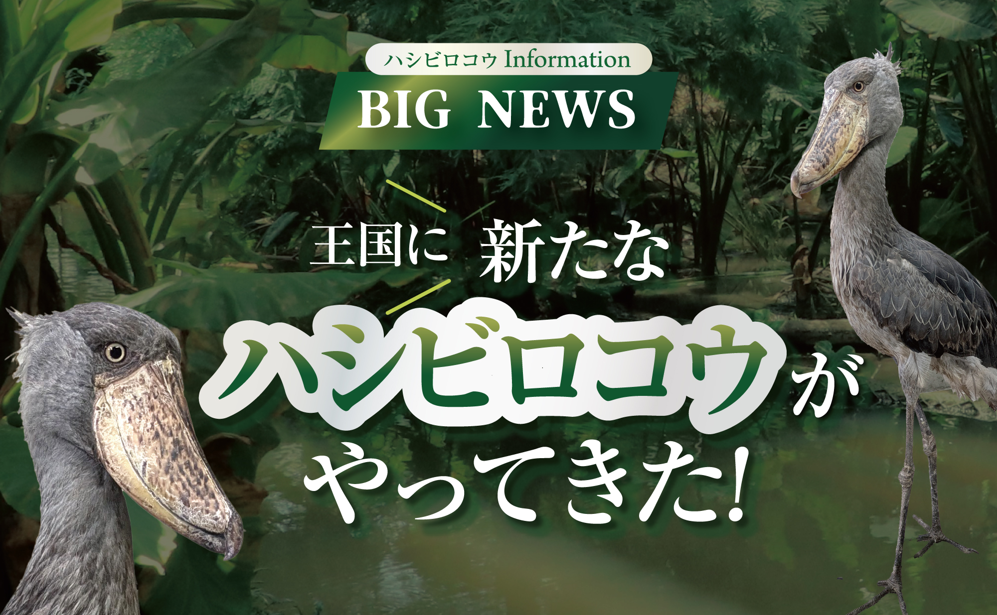 ♡ハシビ口コウ♡　追加分 神戸どうぶつ王国に新たなハシビロコウ2羽が仲間入り - デジカメ